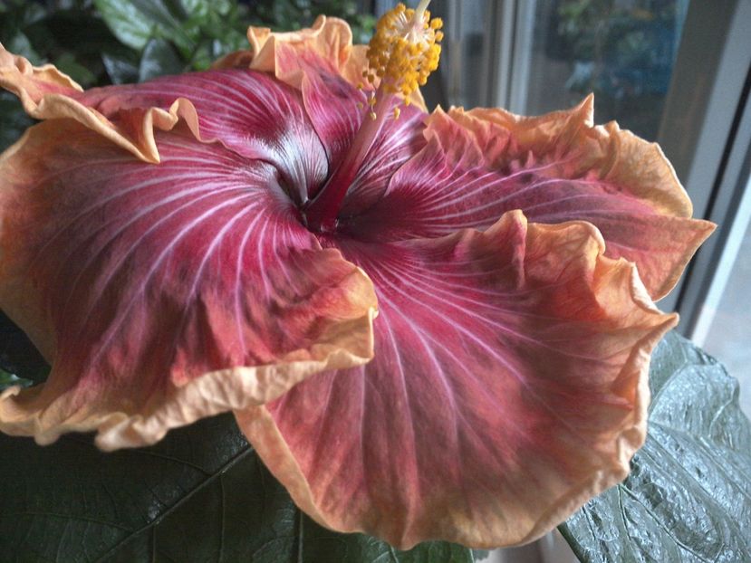 WIN_20170226_110144 - Jolanda Gommer