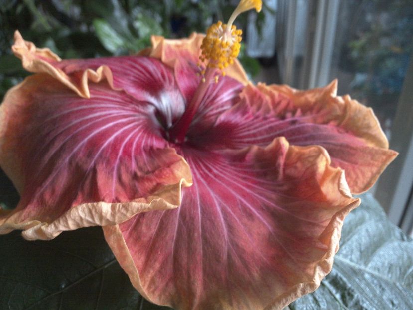 WIN_20170226_110158 - Jolanda Gommer