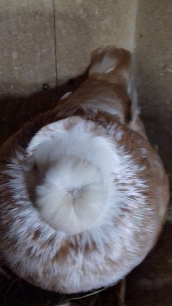  - Dublu Motat de Ardeal Galbeni