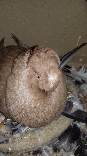  - Dublu Motat de Ardeal Galbeni