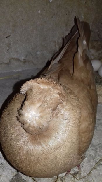  - Dublu Motat de Ardeal Galbeni