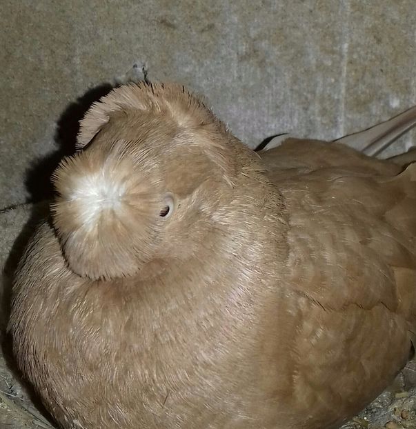 20170224_192608-1-1 - Dublu Motat de Ardeal Galbeni