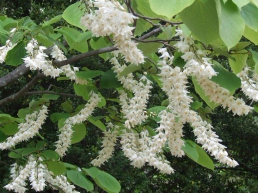 Styrat Obassia copacul parfumat - Styrax