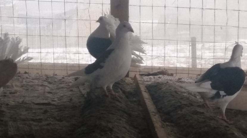 De vanzare - De vanzare