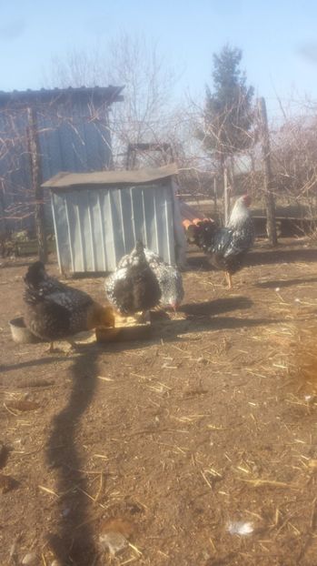  - Gaini  wiandouth argintiu 2017