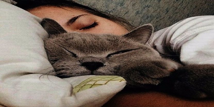 Îmi place să țin pisicile în brațe, îmi dă o senzație - Trust no feelings feel no pain