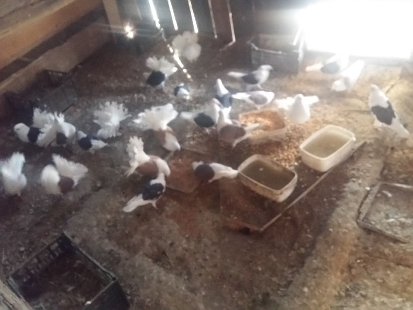 20170226_093928_LLS - 2017 Februarie