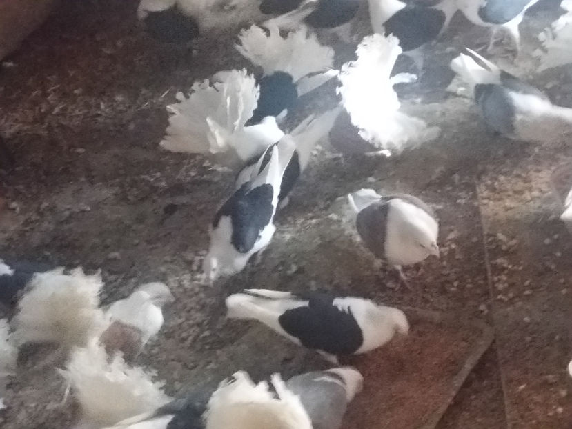 20170226_093847_LLS - 2017 Februarie