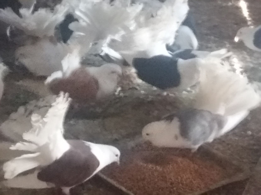 20170226_093714_LLS - 2017 Februarie