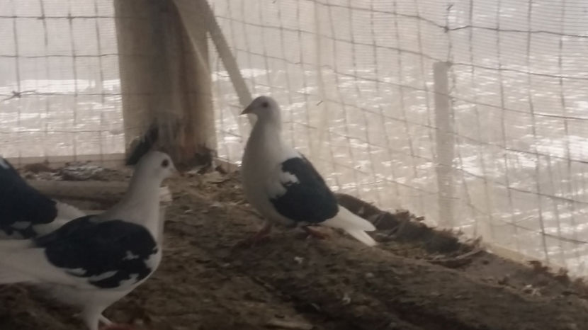 vanzare - De vanzare