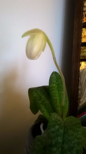  - paphiopedilum deperle delenatii primulinum ianuarie 2017