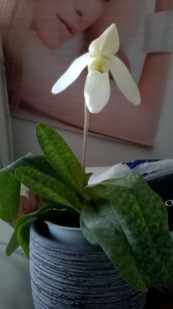  - paphiopedilum deperle delenatii primulinum ianuarie 2017