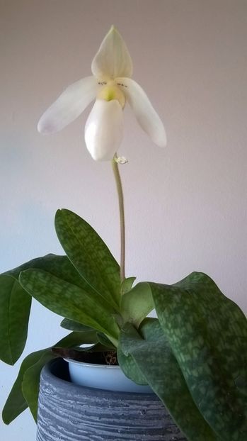  - paphiopedilum deperle delenatii primulinum ianuarie 2017