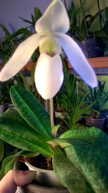  - paphiopedilum deperle delenatii primulinum ianuarie 2017