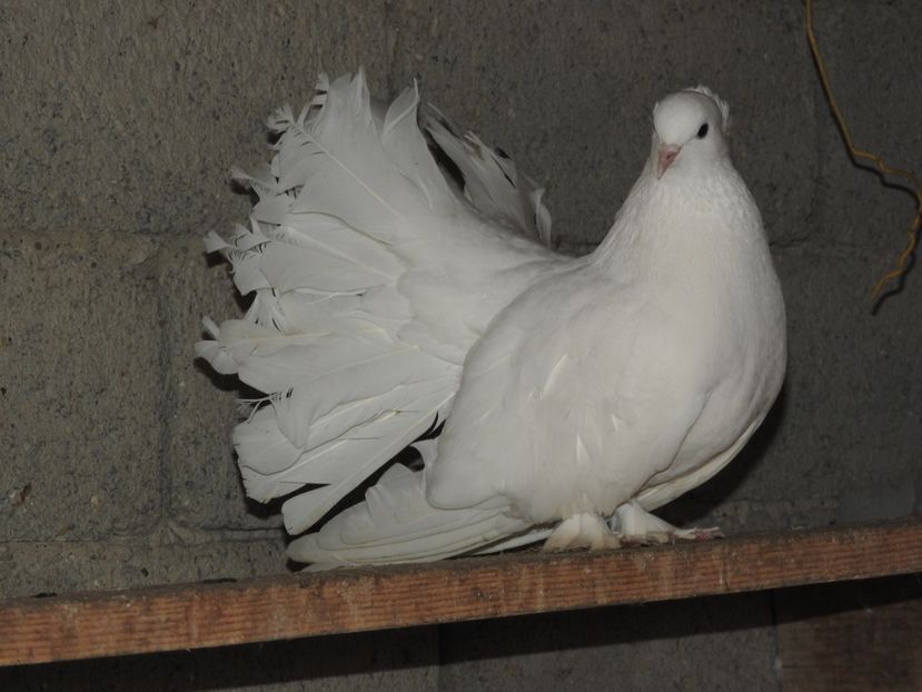 f 3 - 06 -- voltati indieni