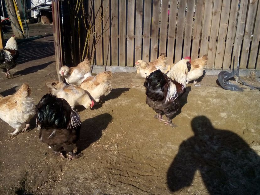  - Faverolles somon 2017