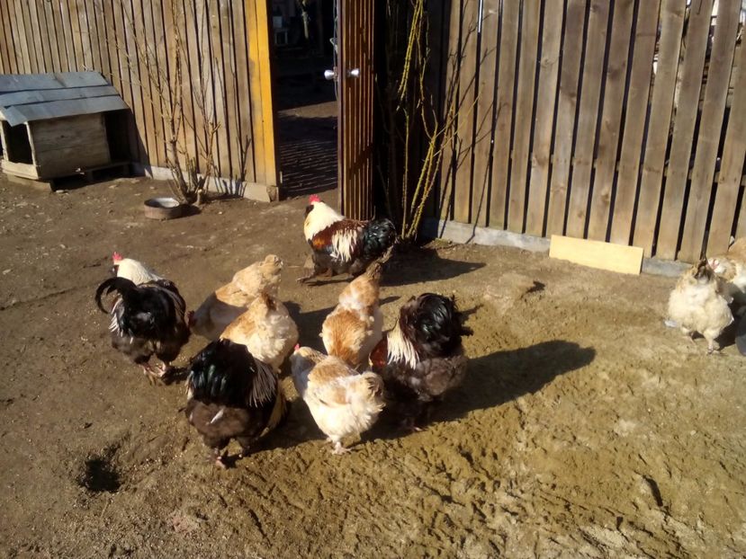  - Faverolles somon 2017