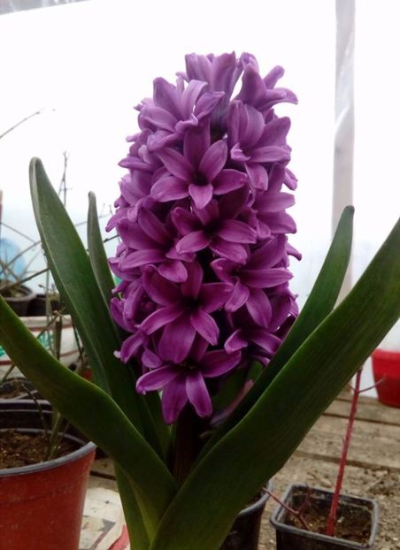 zambila culoare intensa - plante de primavara