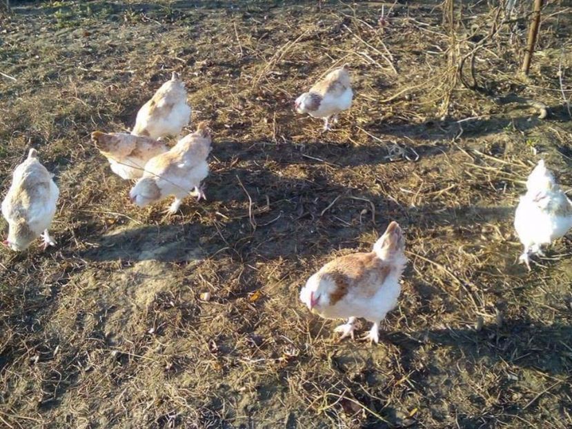 received_1372770222796871 - Faverolles somon 2017