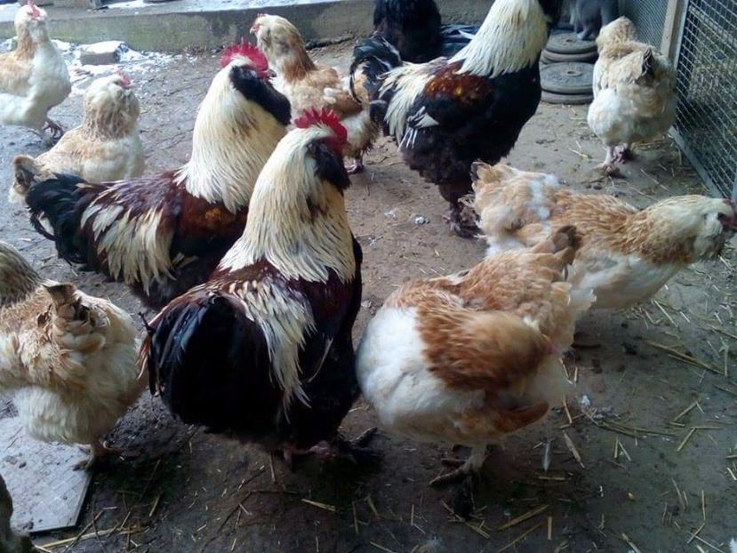 received_1372879012785992 - Faverolles somon 2017