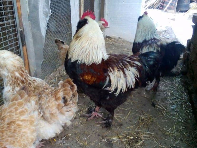 received_1372879249452635 - Faverolles somon 2017