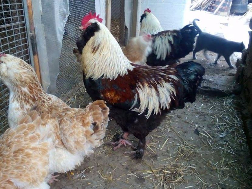 received_1372879232785970 - Faverolles somon 2017