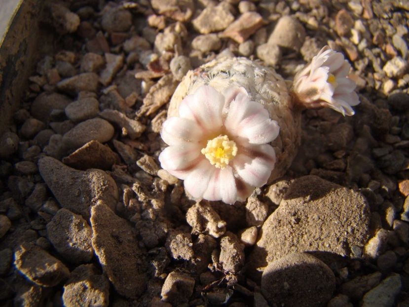  - 05-Flori-Boboci-Fructe de cactus