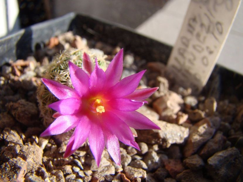  - 05-Flori-Boboci-Fructe de cactus
