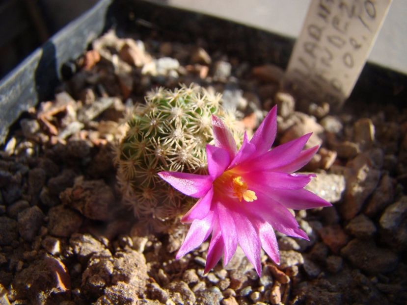  - 05-Flori-Boboci-Fructe de cactus