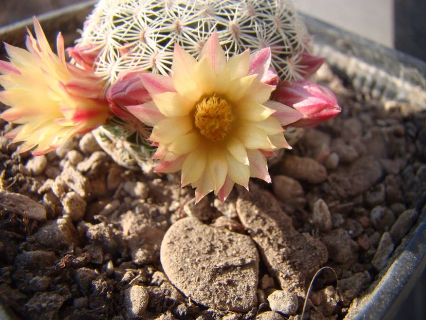  - 05-Flori-Boboci-Fructe de cactus