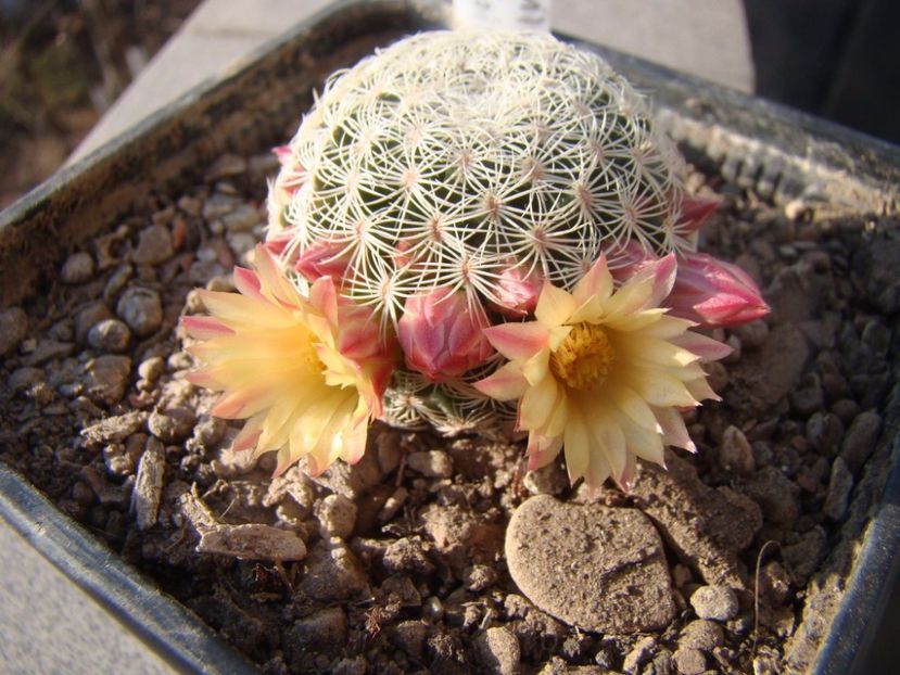  - 05-Flori-Boboci-Fructe de cactus
