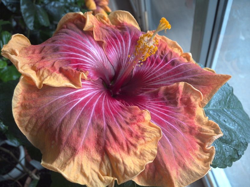 WIN_20170226_132505 - 02Hibiscus