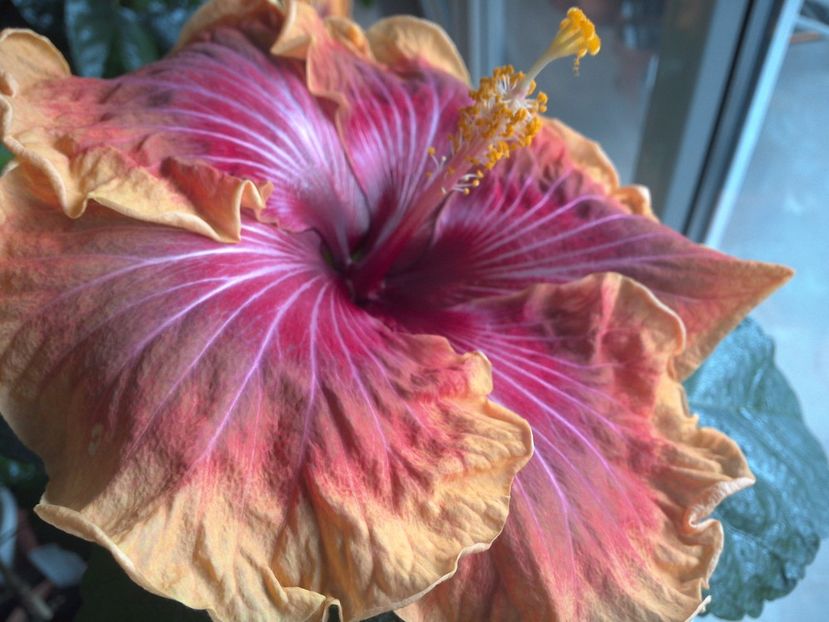 WIN_20170226_132519 - 02Hibiscus