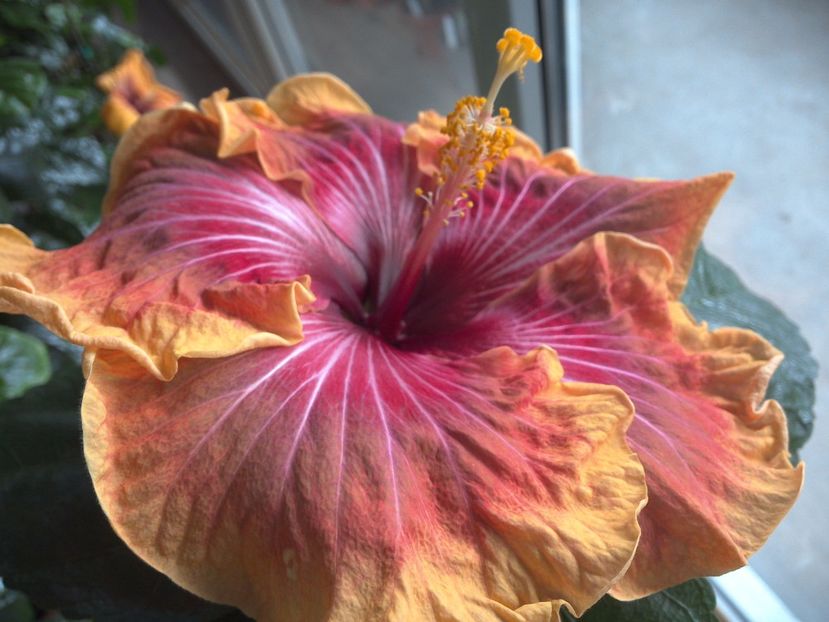 WIN_20170226_132526 - 02Hibiscus
