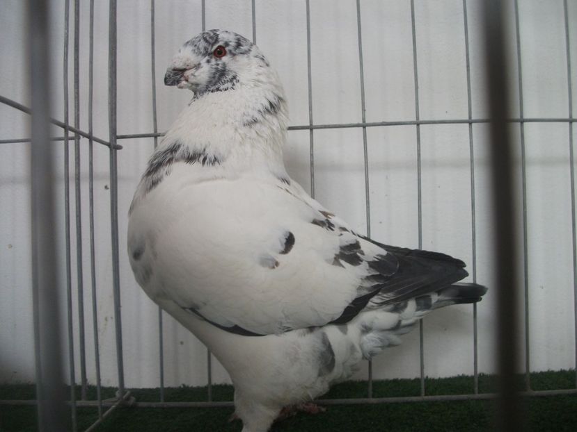 M-2016 VANDUT - ARHIVA