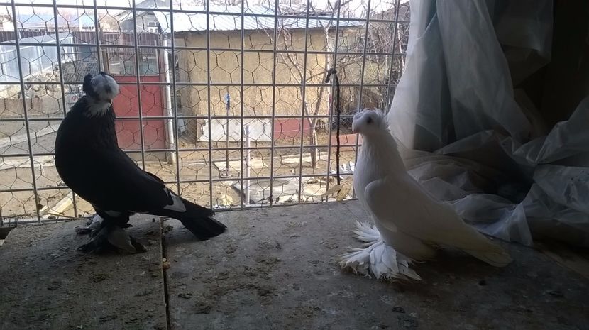  - BOTOSANI