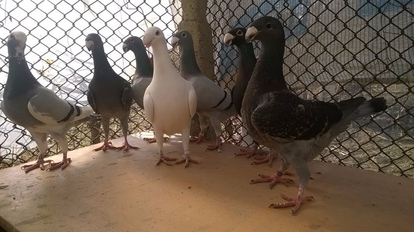 F - 2 Germani de frumusete