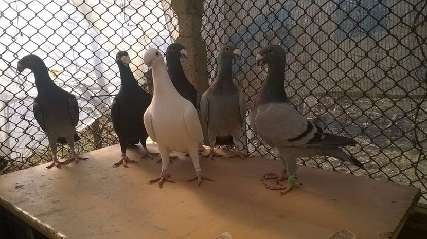 F - 2 Germani de frumusete