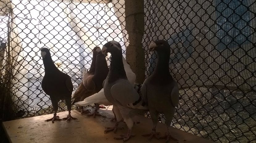 M - 2 Germani de frumusete