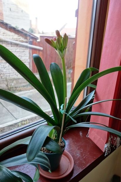 evolutie (3) - clivia in 2017