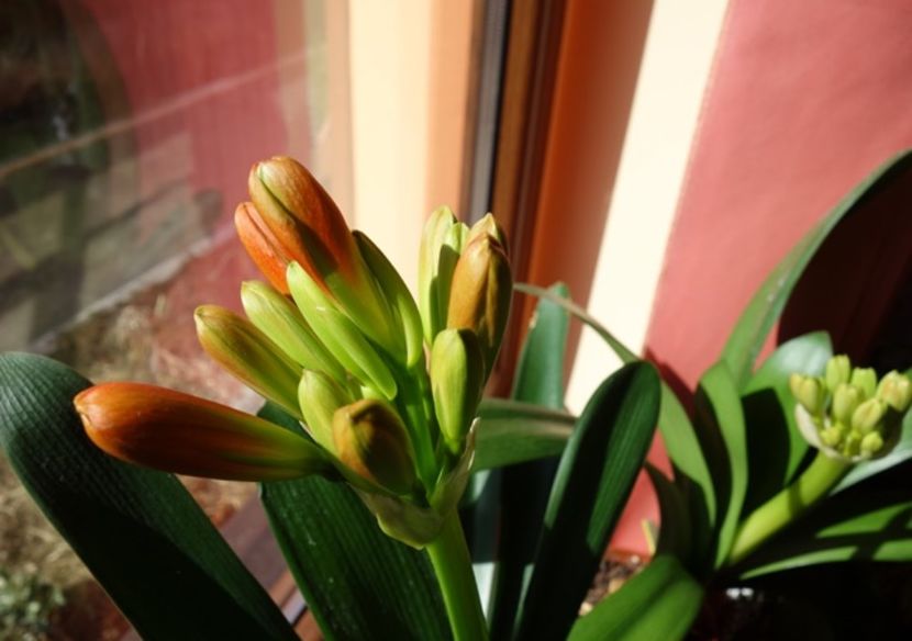 bobocii (1) - clivia in 2017