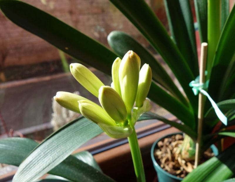 bobocii (4) - clivia in 2017