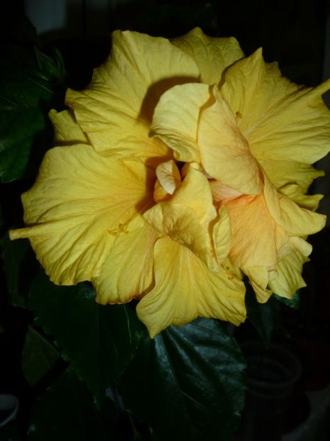 2017 - 0 Zambetul florilor continua