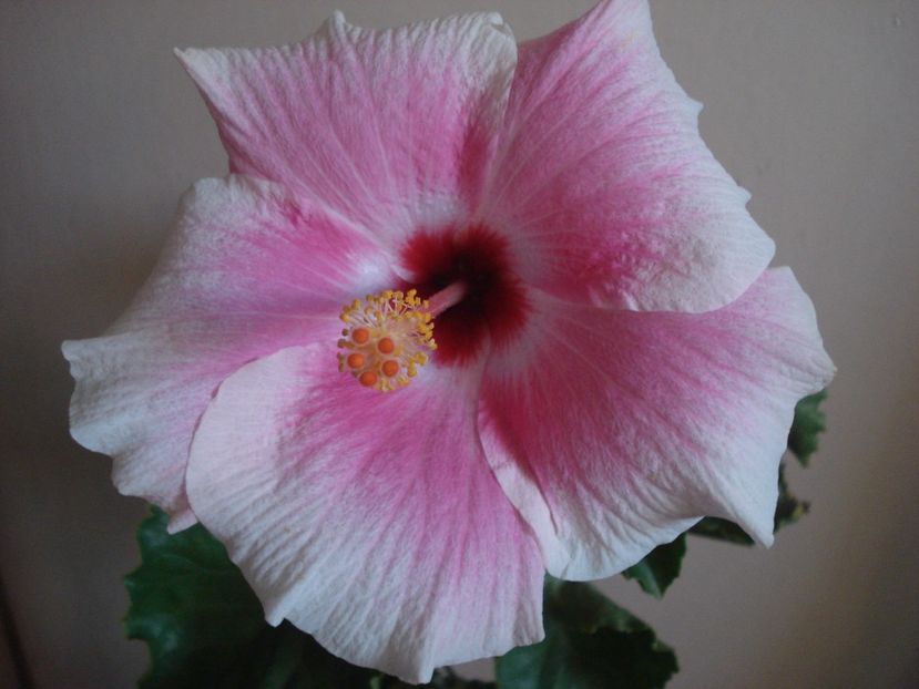 Prima floare - 0 Zambetul florilor continua