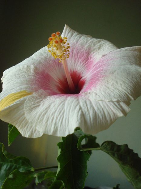 A doua inflorire - 0 Zambetul florilor continua