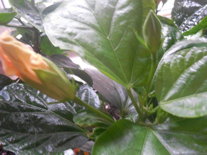  - Tahitian Arcturus Queen