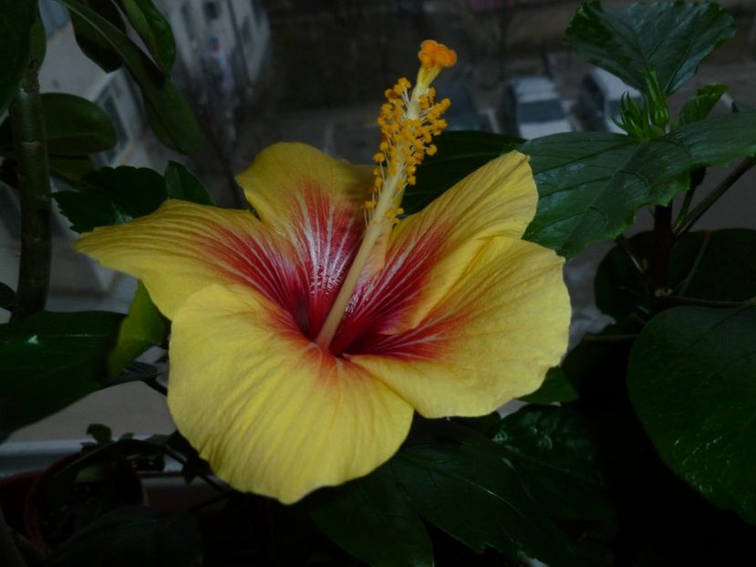  - 0 Zambetul florilor continua