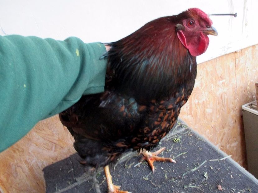  - 4 Alte animale din gospodarie