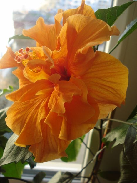 Panorama - 0 Zambetul florilor continua