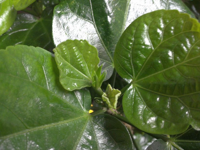 WIN_20170226_150341 - Moorea Blue Stone